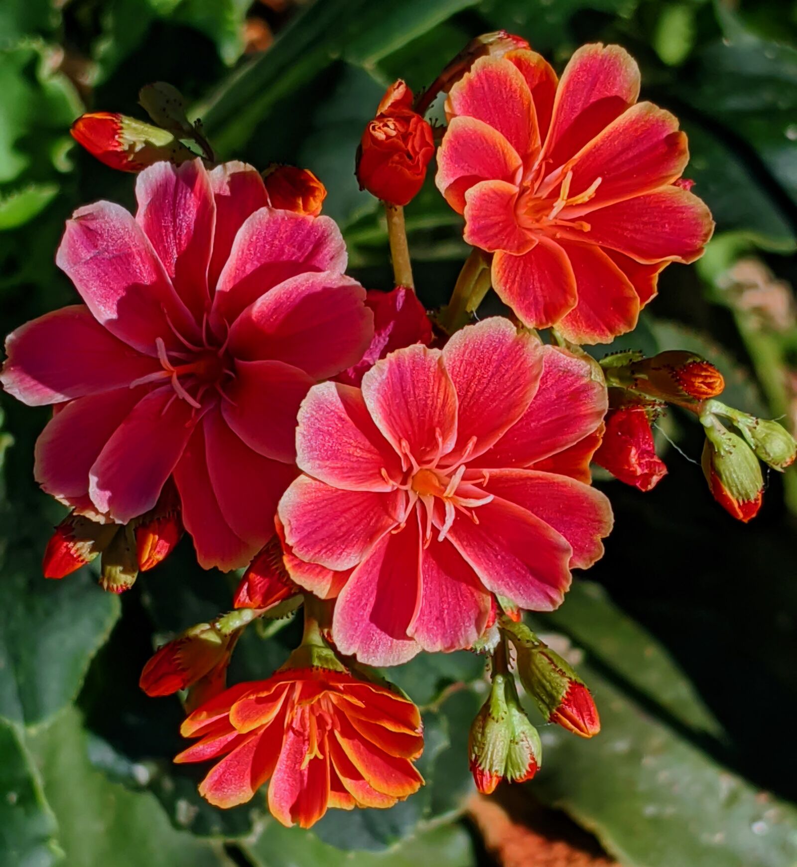 Google Pixel 3 XL sample photo. Succulents, cactus, red flowers photography