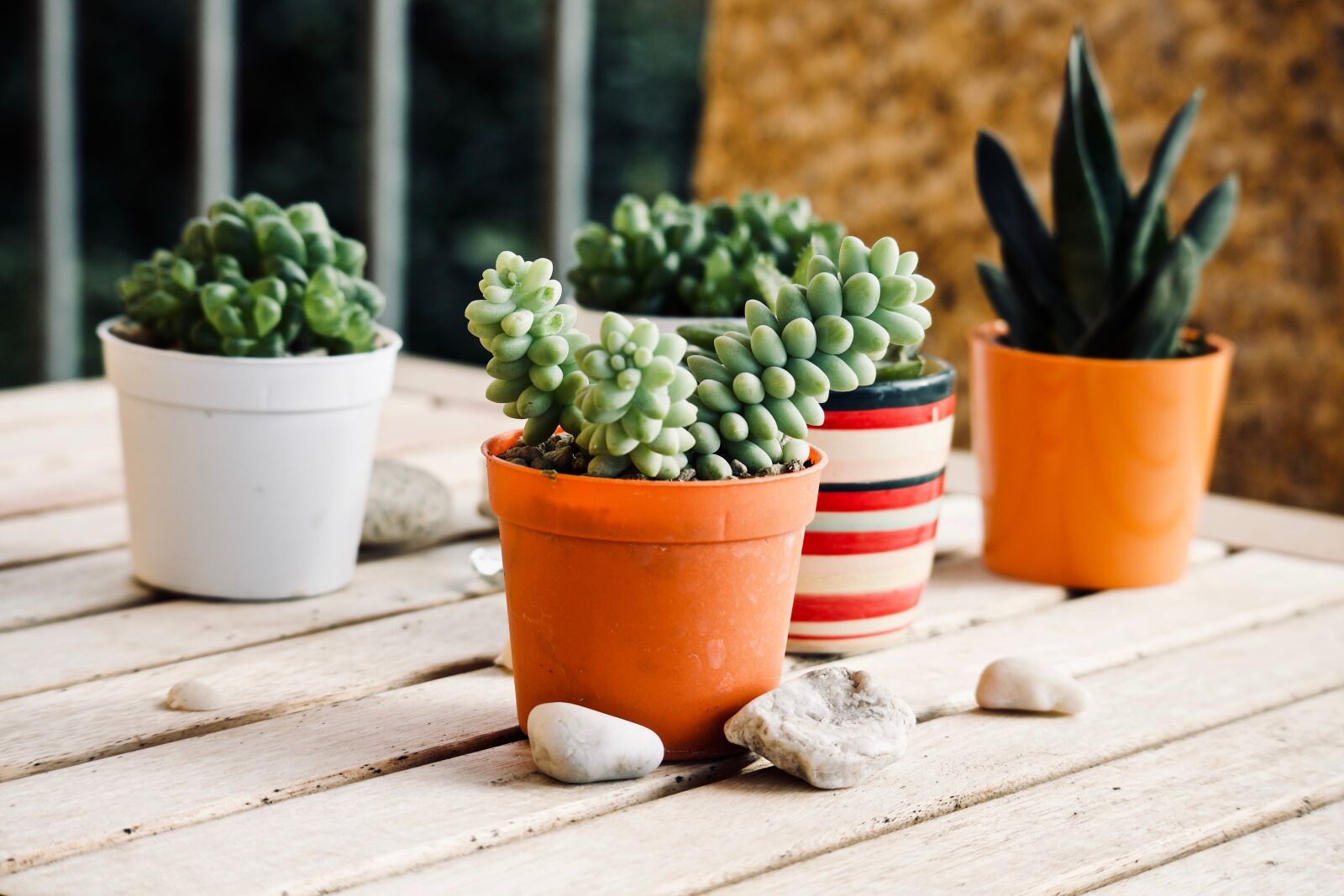 Canon EOS M sample photo. Fat plants, garden, terrace photography