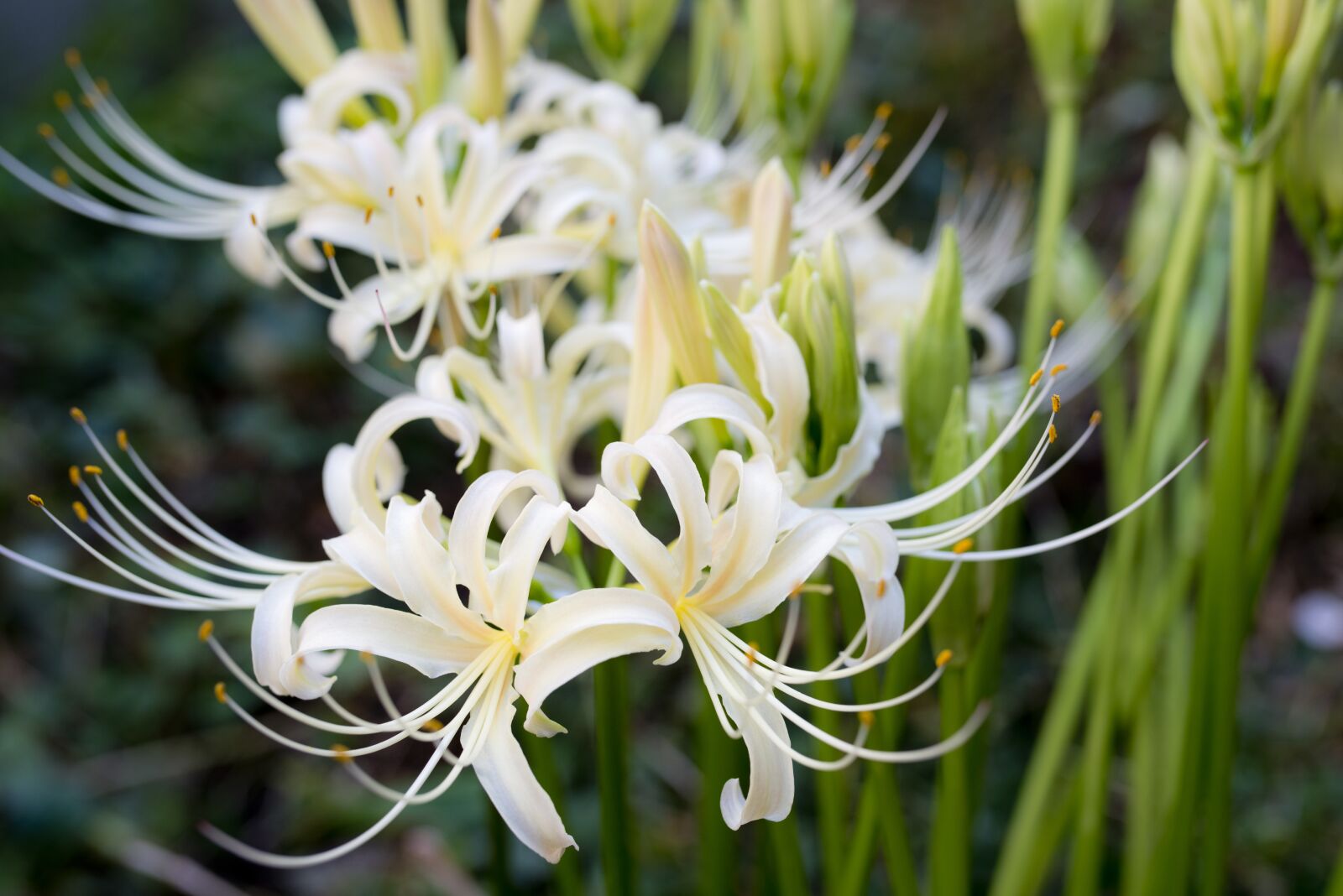 Nikon D800 sample photo. Amaryllis, spider lily, flowers photography