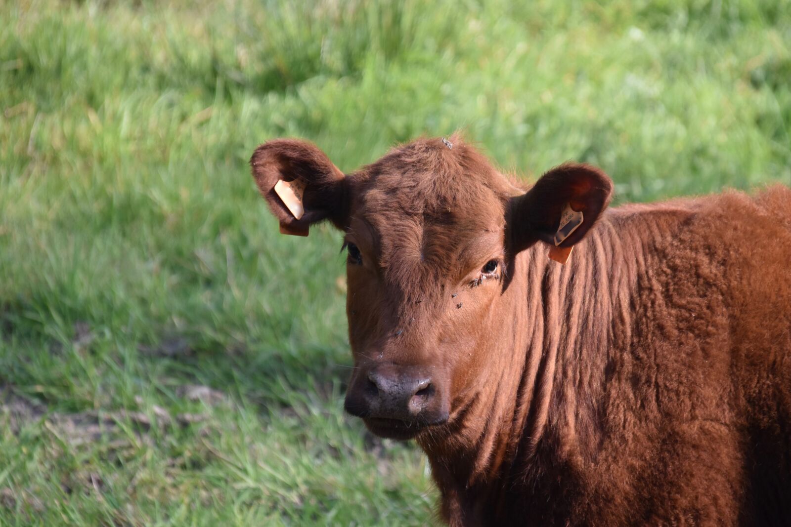 Nikon D5600 sample photo. Cow, brown cow, pasture photography