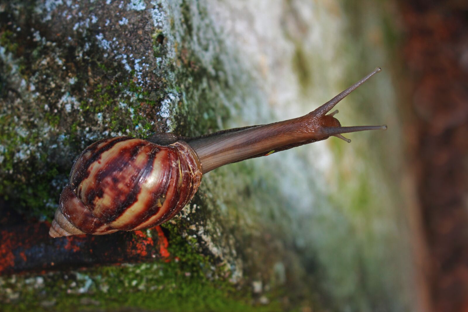 Canon EOS 60D sample photo. Snail, dew drops, leaf photography