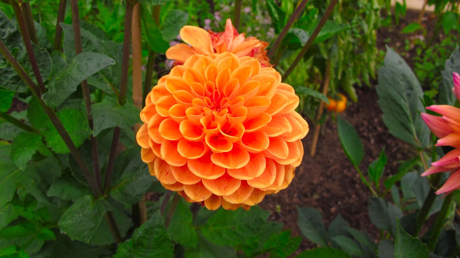 Canon PowerShot G12 sample photo. Dahlia, flower, orange photography