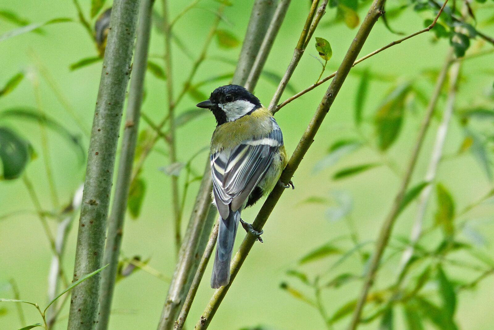 Panasonic Lumix DMC-FZ200 sample photo. Nature, green, bird photography