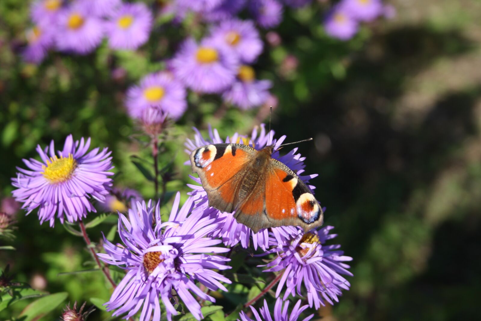 Canon EOS 1000D (EOS Digital Rebel XS / EOS Kiss F) sample photo. Flowers, butterfly, close up photography