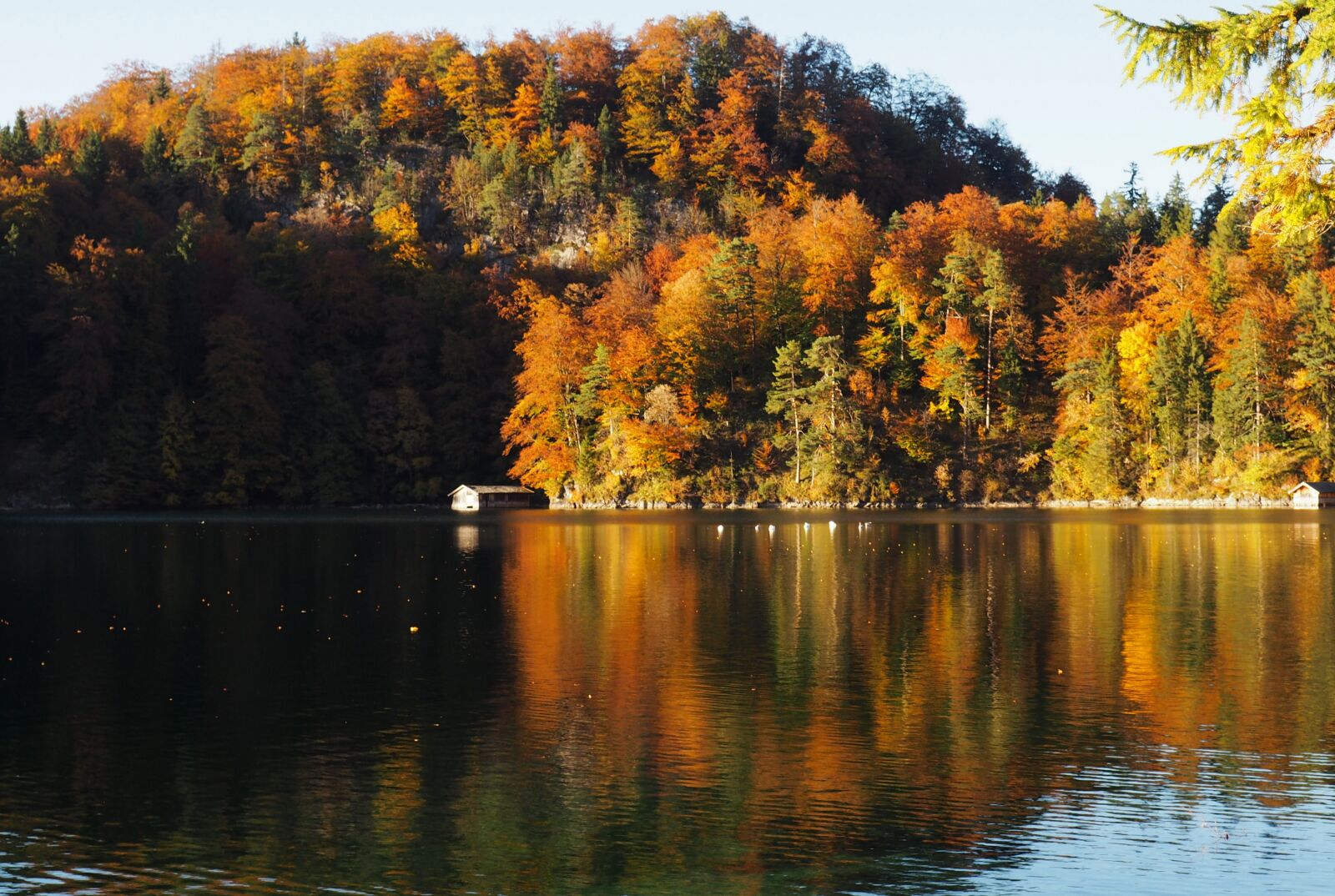 Olympus OM-D E-M10 sample photo. Fall, forest, lake photography
