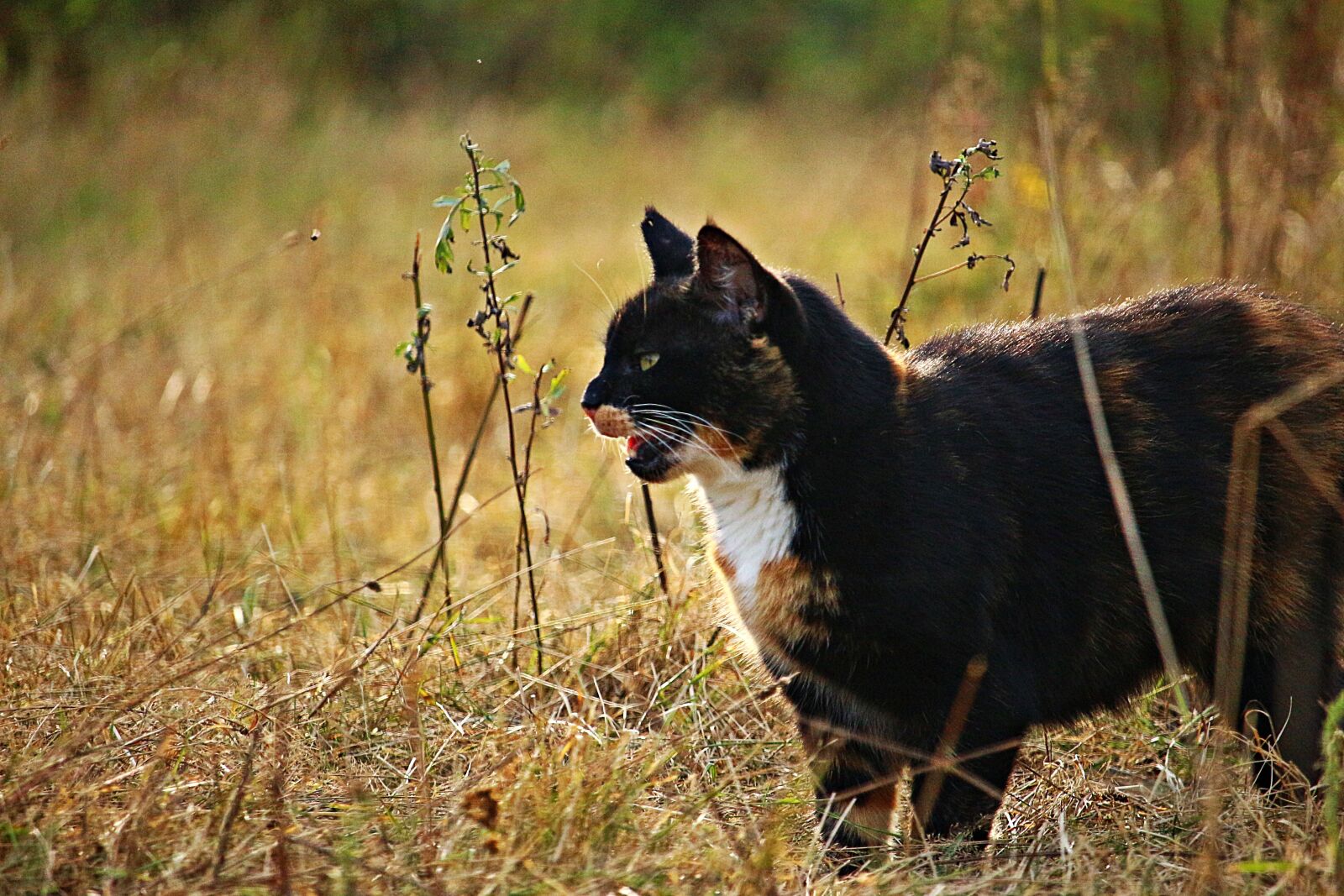 Canon EOS 100D (EOS Rebel SL1 / EOS Kiss X7) sample photo. Cat, mieze, three coloured photography