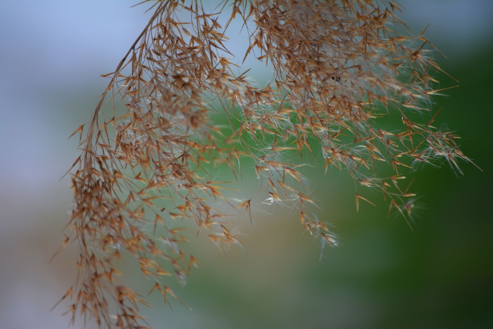 Nikon D5200 sample photo. Grass, branch, nature photography