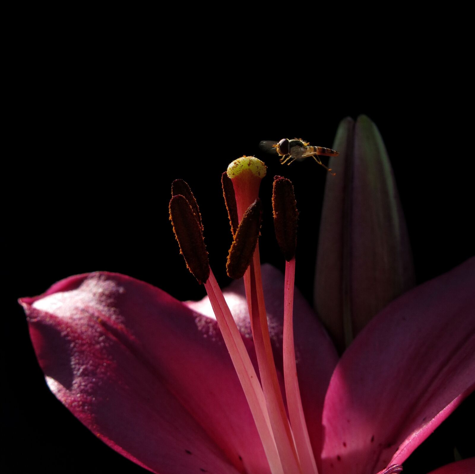 Canon PowerShot G15 sample photo. Lily, stamp, pollen photography