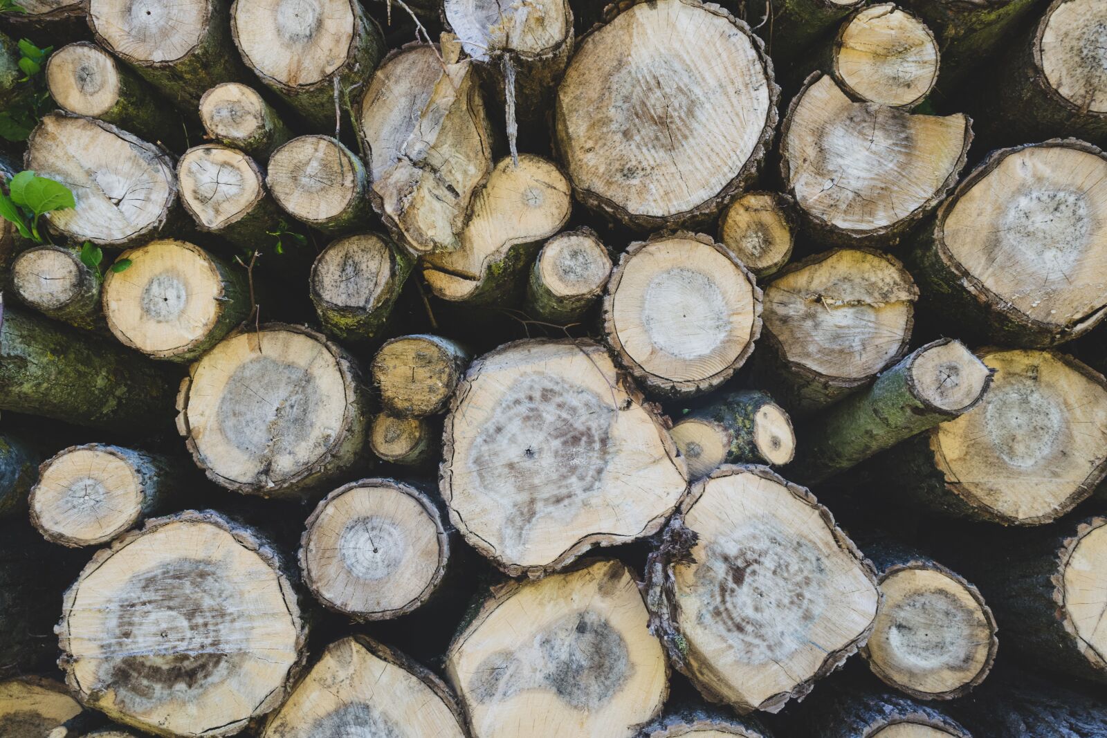 Nikon D3300 sample photo. Wood, forest, trees photography