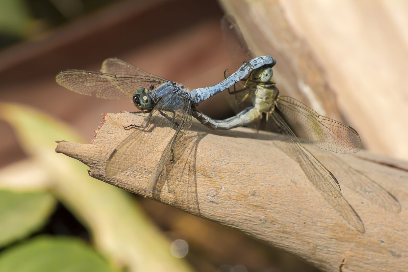 Canon EOS 550D (EOS Rebel T2i / EOS Kiss X4) sample photo. Orthetrum brunneum, southern skimmer photography
