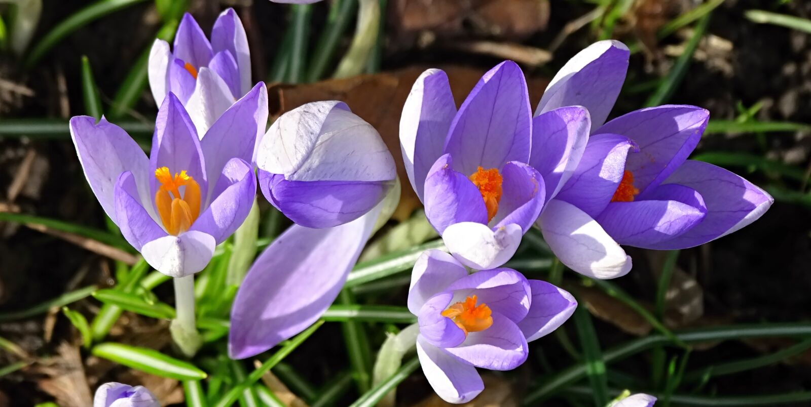 Sony Cyber-shot DSC-HX400V sample photo. Crocus, spring, lenz photography