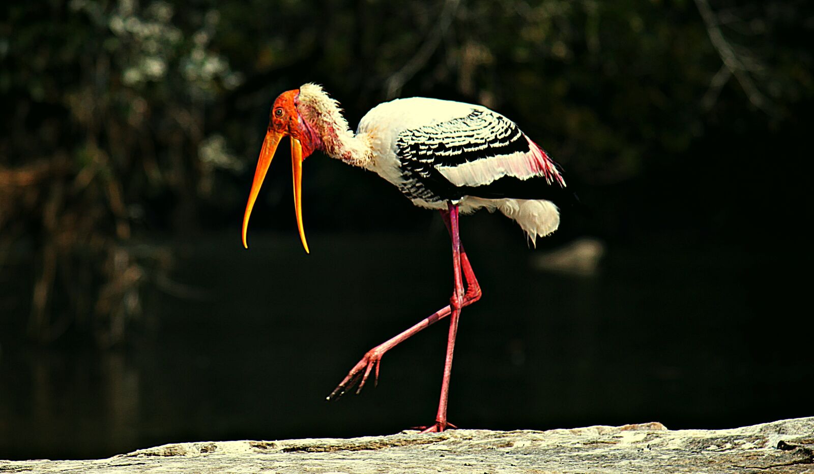 Canon EOS 500D (EOS Rebel T1i / EOS Kiss X3) sample photo. Painted storks, bird, stork photography