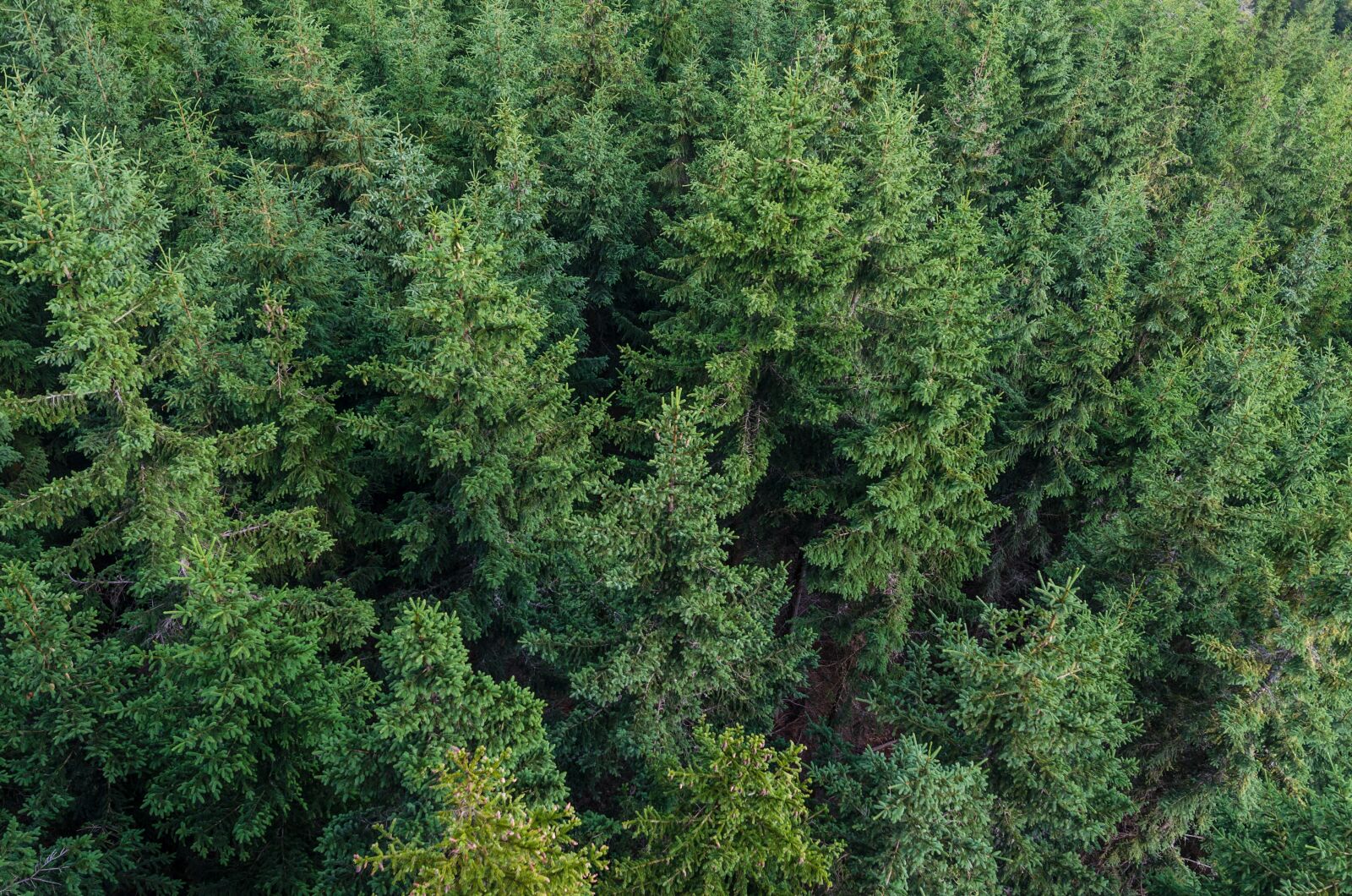 Nikon D5100 sample photo. Conifers, environment, fir, trees photography
