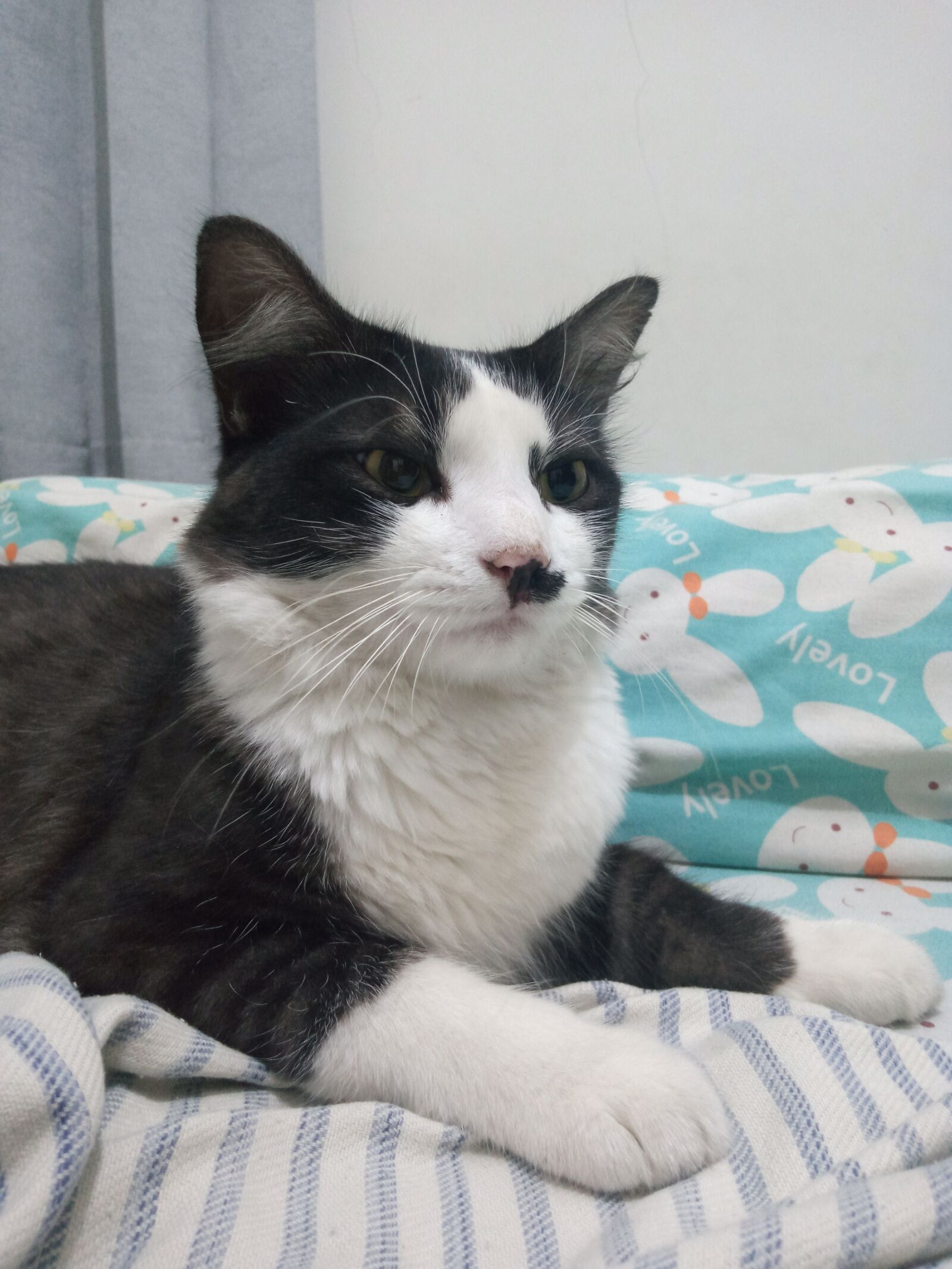 INFINIX MOBILITY LIMITED Infinix X650C sample photo. Cat, funny, cute photography