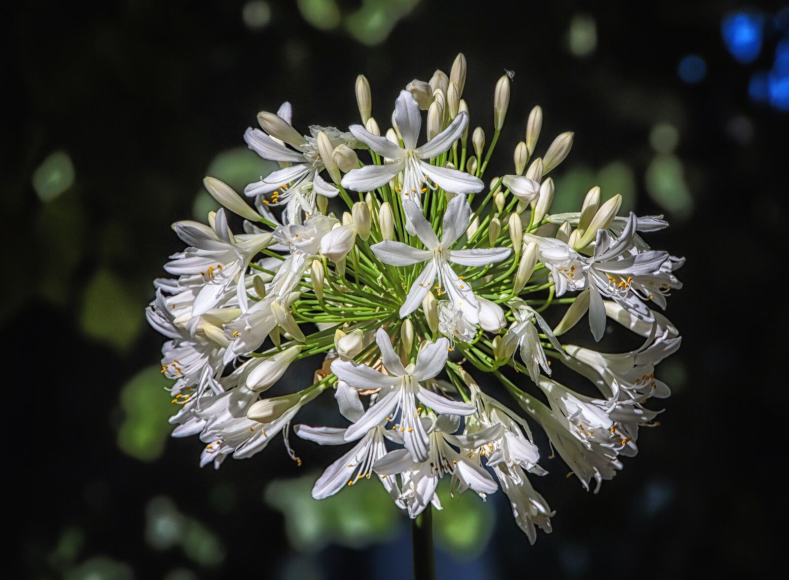 Canon EOS 7D Mark II sample photo. Flora, gardening, botanical photography