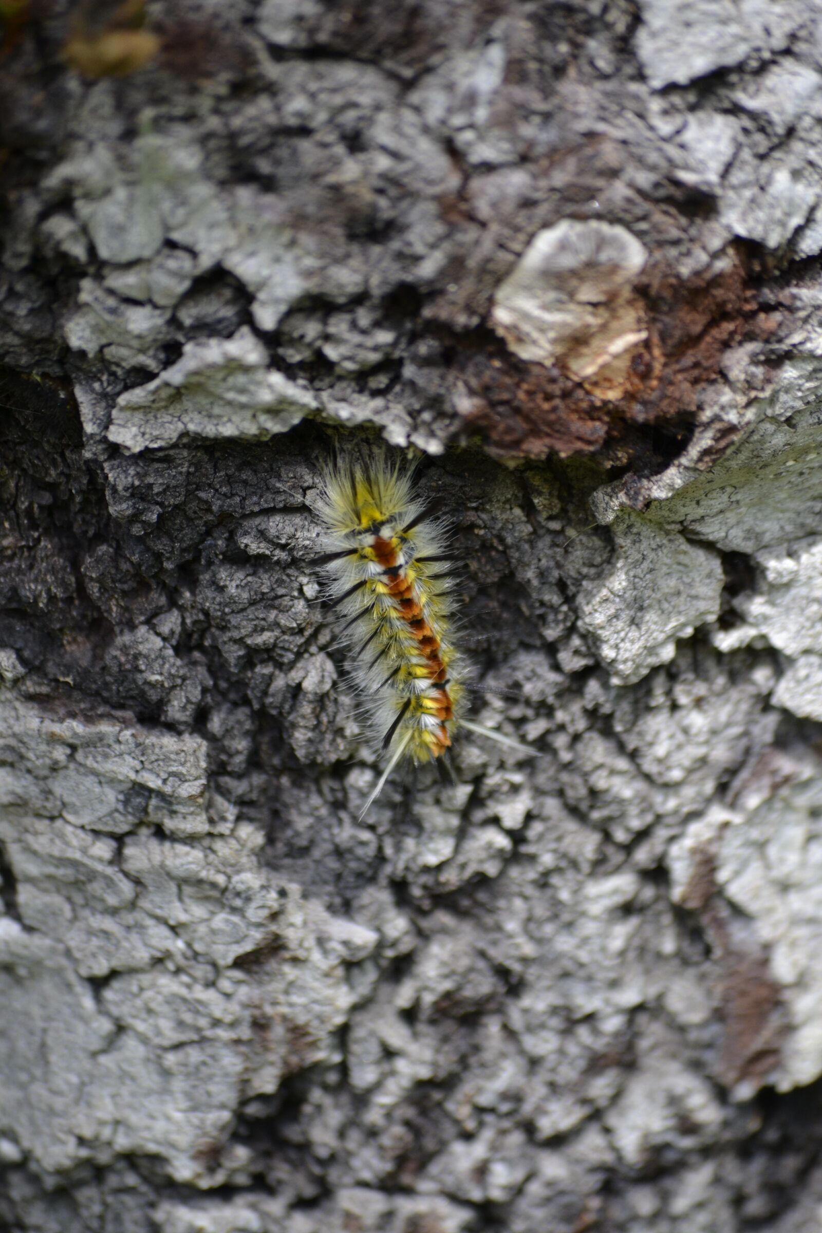Nikon D3100 sample photo. Worm, nature, flailer photography