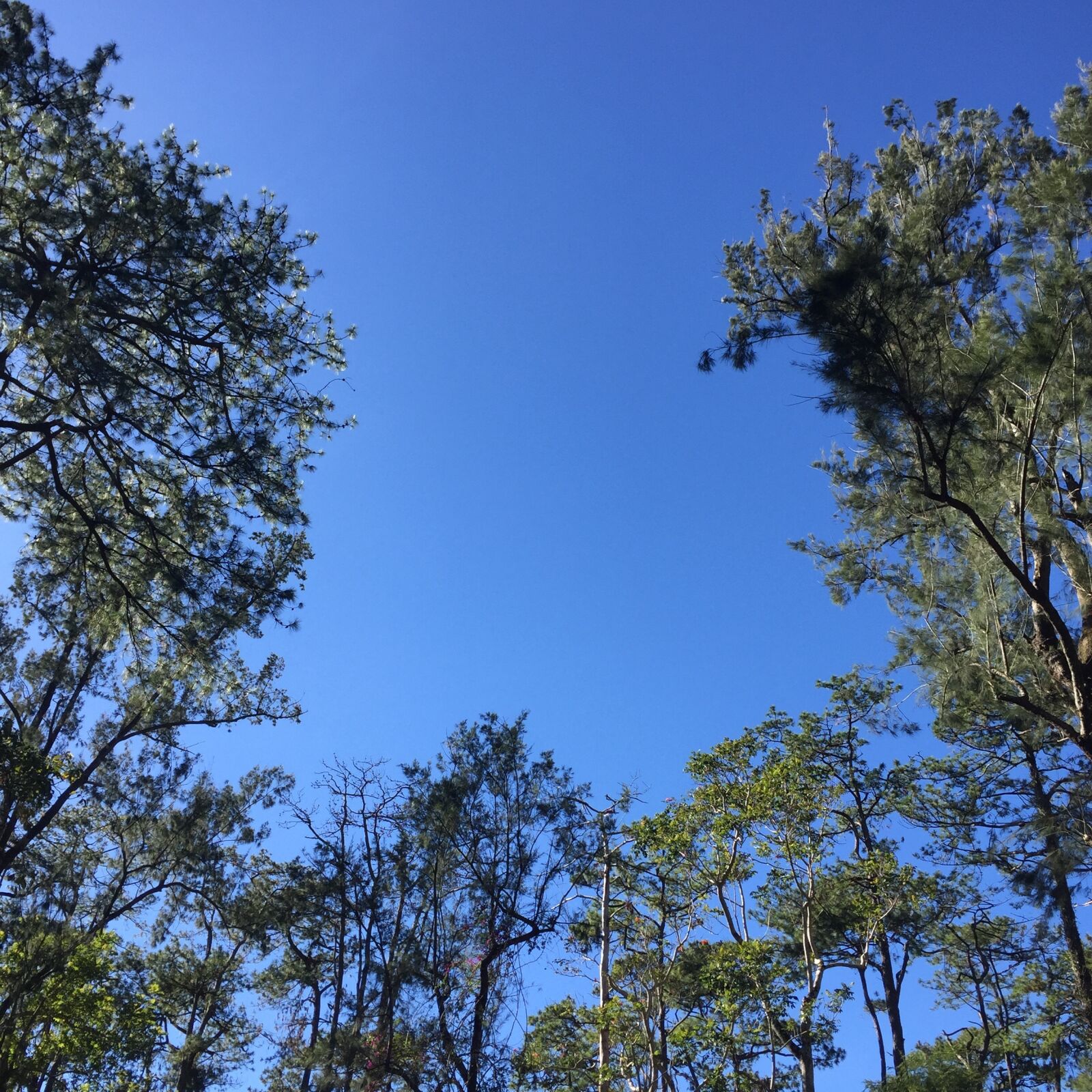 Apple iPhone 6 sample photo. Beautiful, blue, sky, nature photography