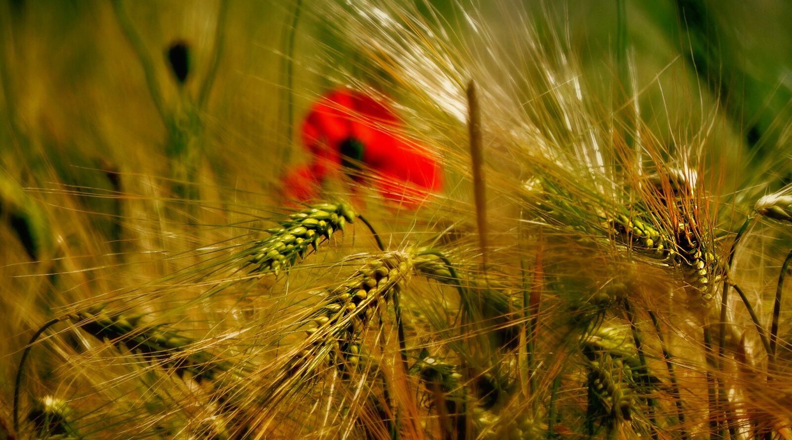 Canon EF-S 17-85mm F4-5.6 IS USM sample photo. Wheat, poppy, fields photography