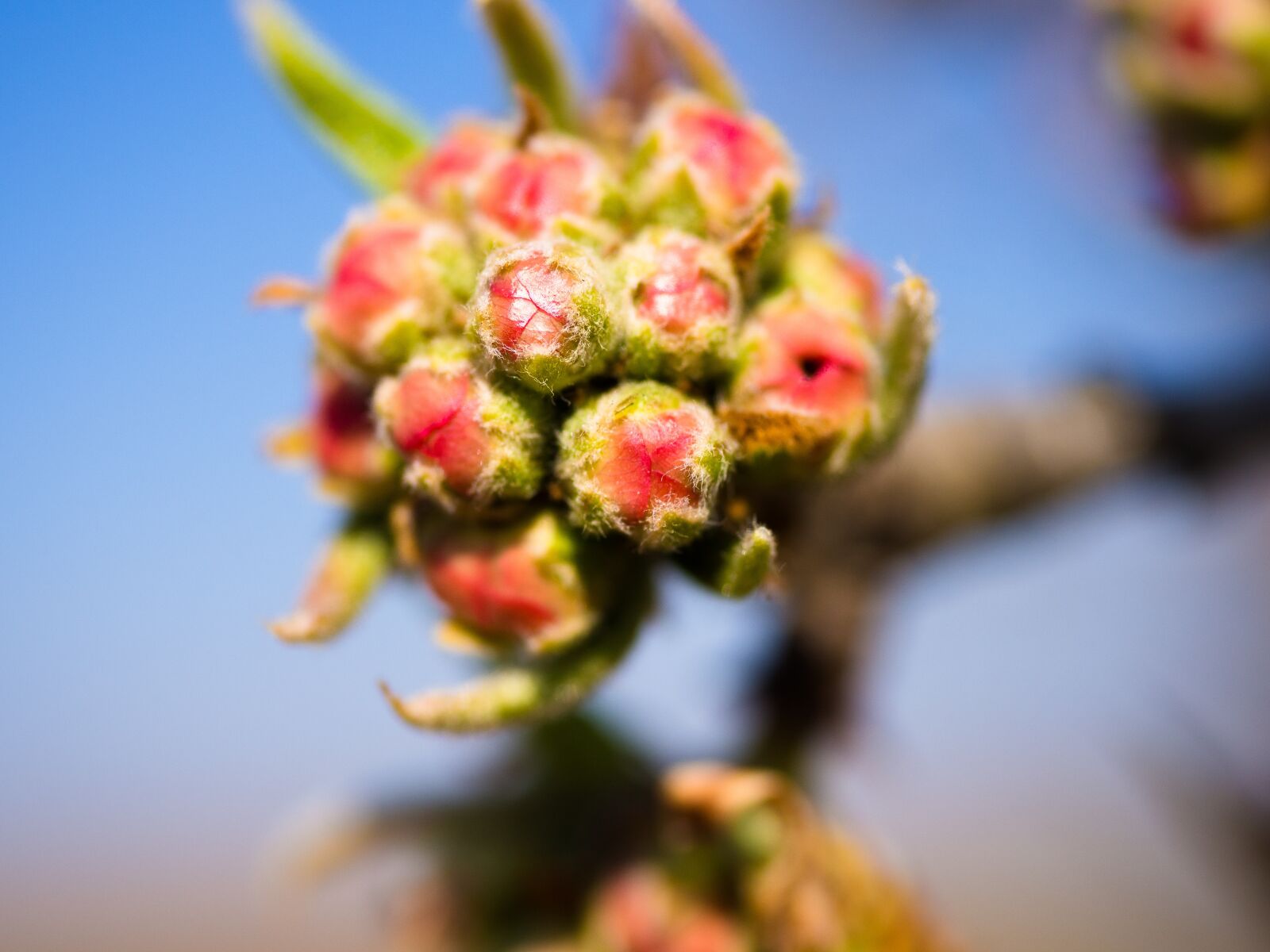 Panasonic Lumix G Macro 30mm F2.8 ASPH Mega OIS sample photo. Flower buds, cherry buds photography