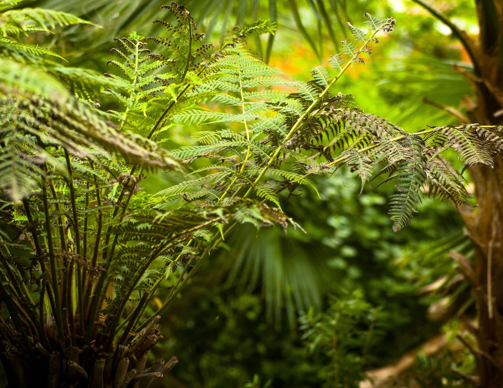Nikon D200 sample photo. Fern, plant, leaf fern photography