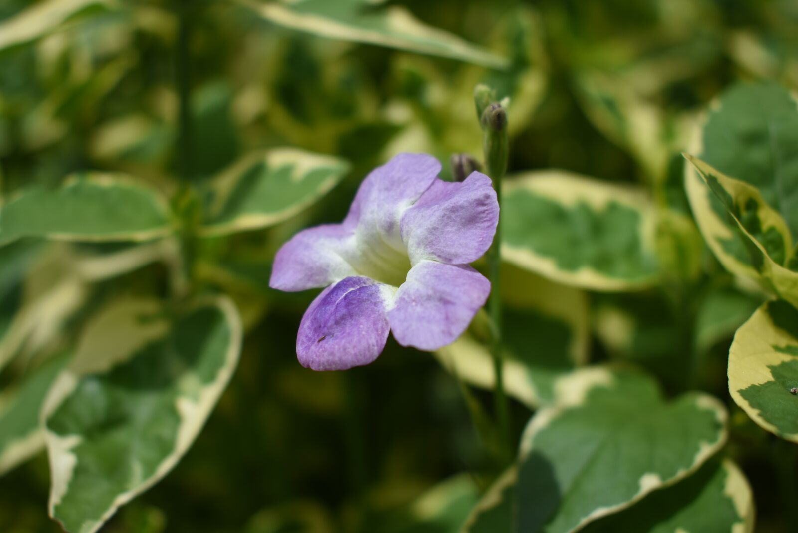 Nikon D3400 sample photo. Flower, macro, nature photography
