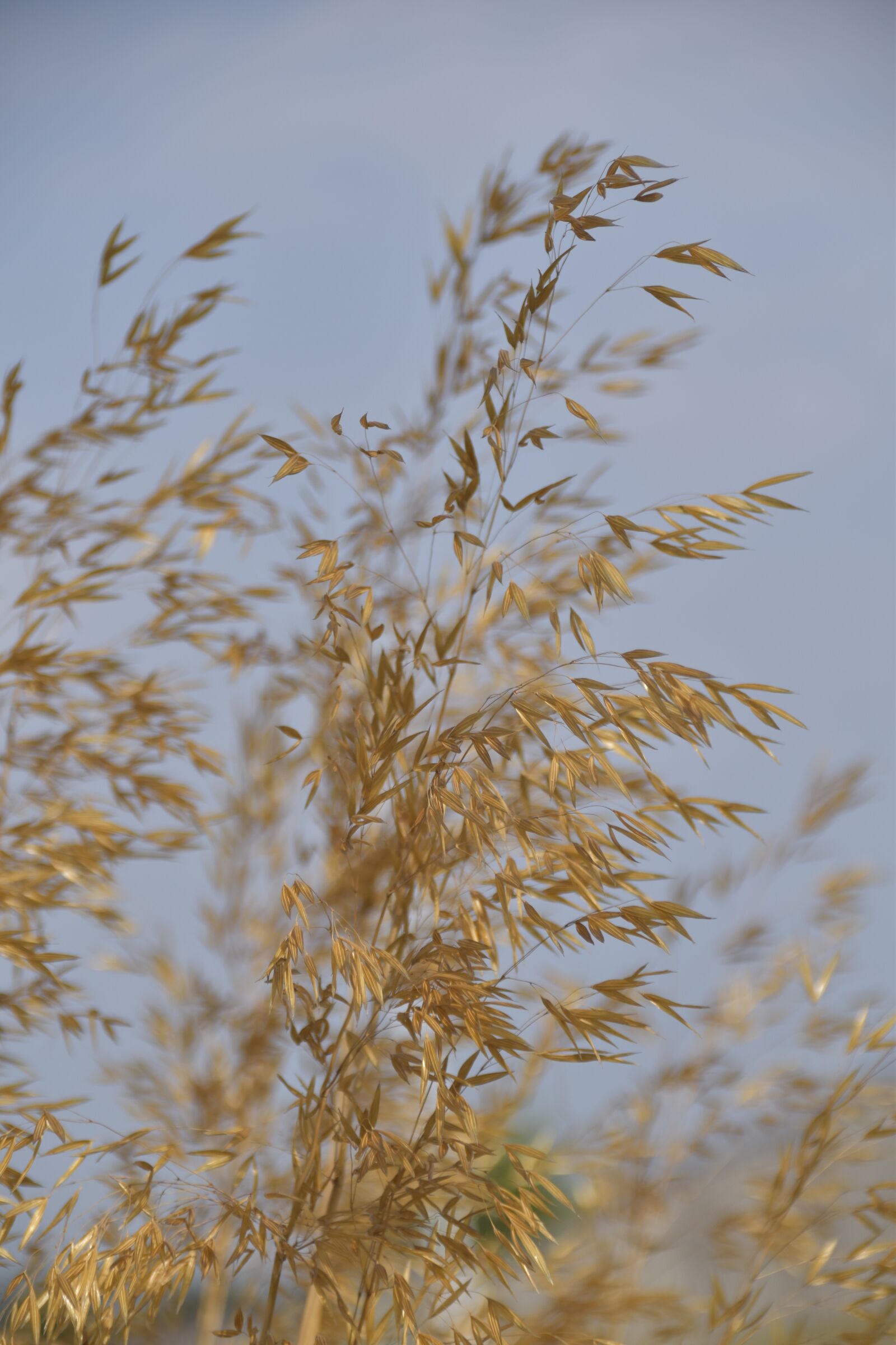 Nikon D5600 sample photo. Foliage, brown leaf, blue photography