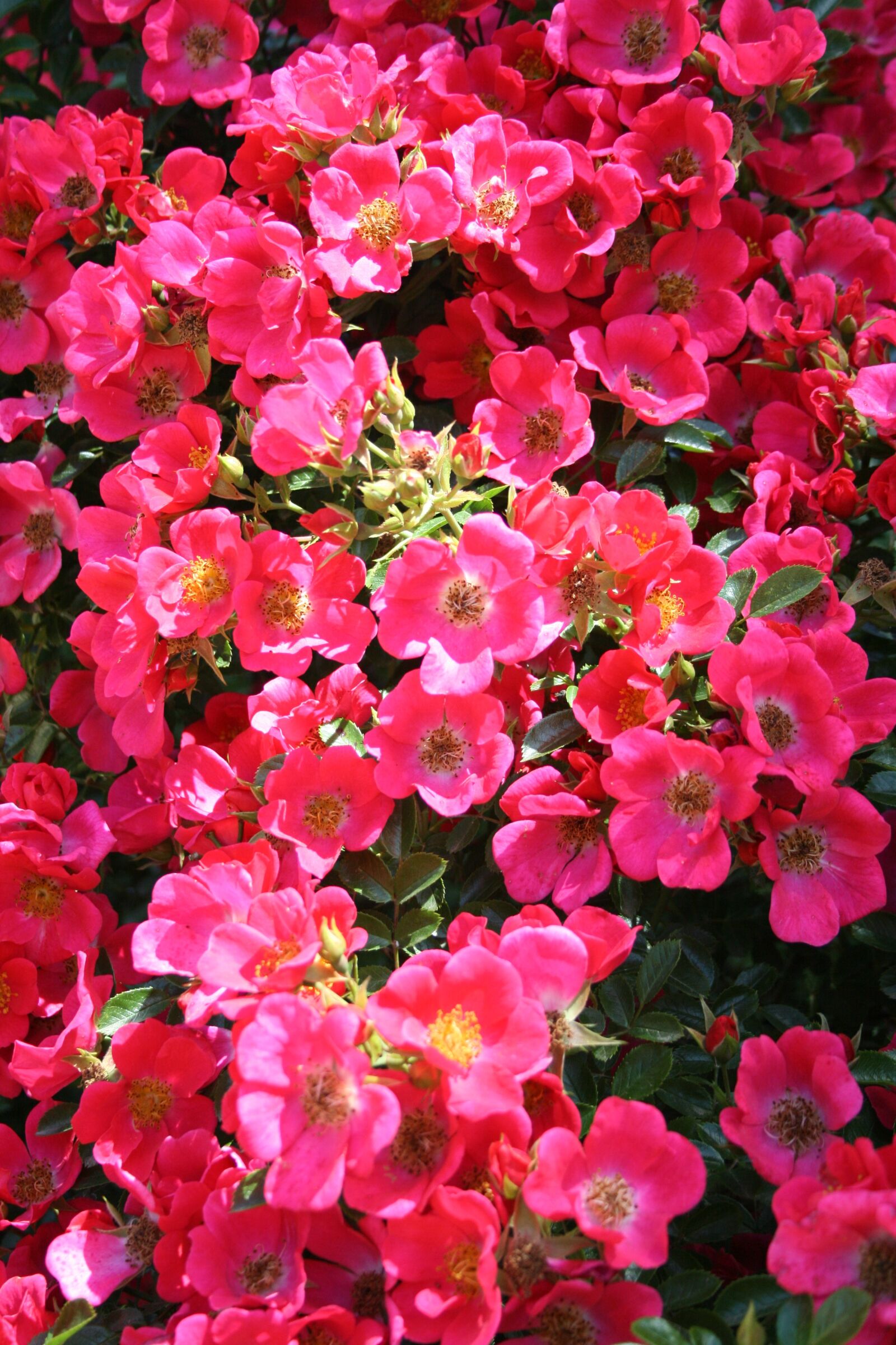 Canon EOS 400D (EOS Digital Rebel XTi / EOS Kiss Digital X) sample photo. Red, pink, flowers photography