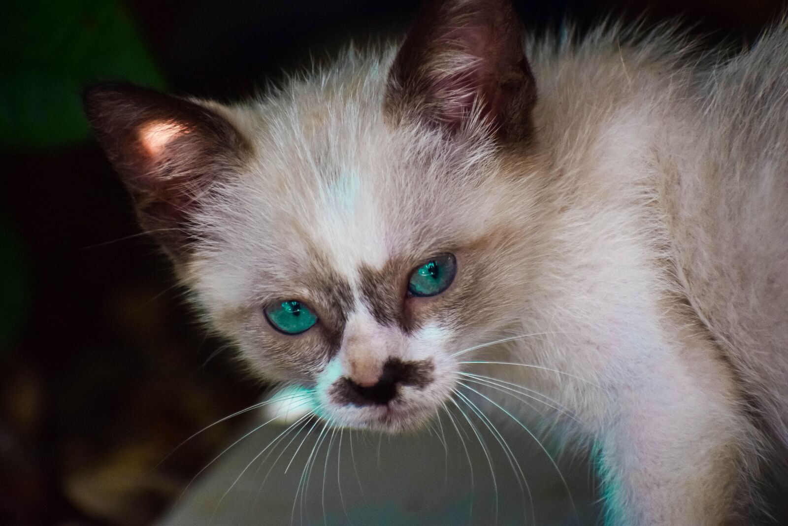 Nikon D5300 sample photo. Cat, pet, feline photography