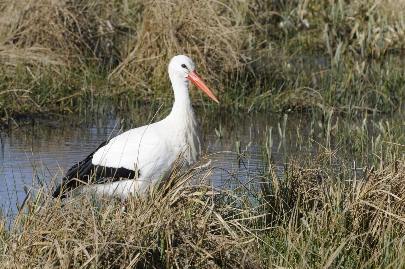 Nikon D300S sample photo. Stork, bird, normandy photography