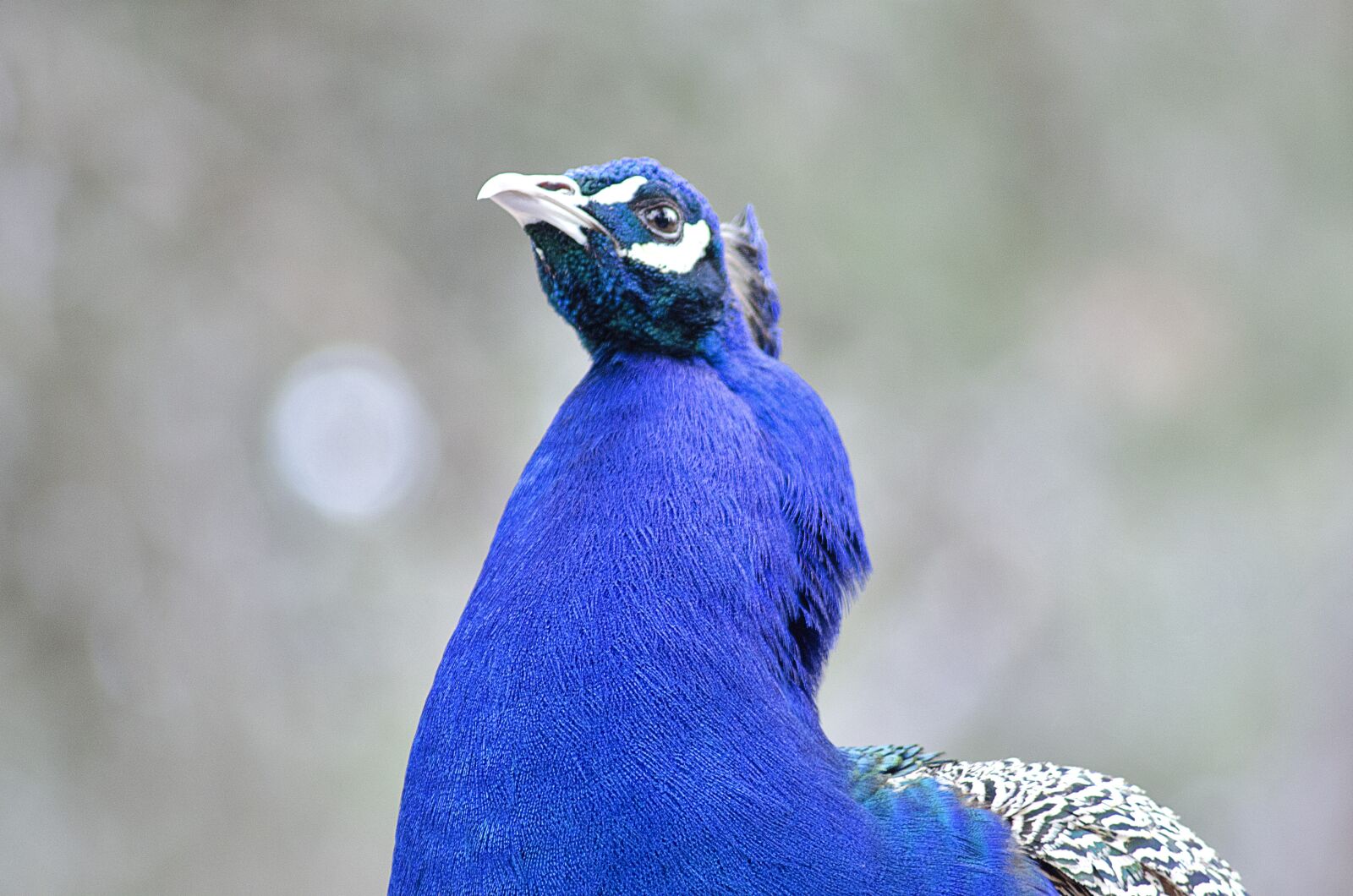 Nikon D5100 sample photo. Animal, turkey, colorful photography