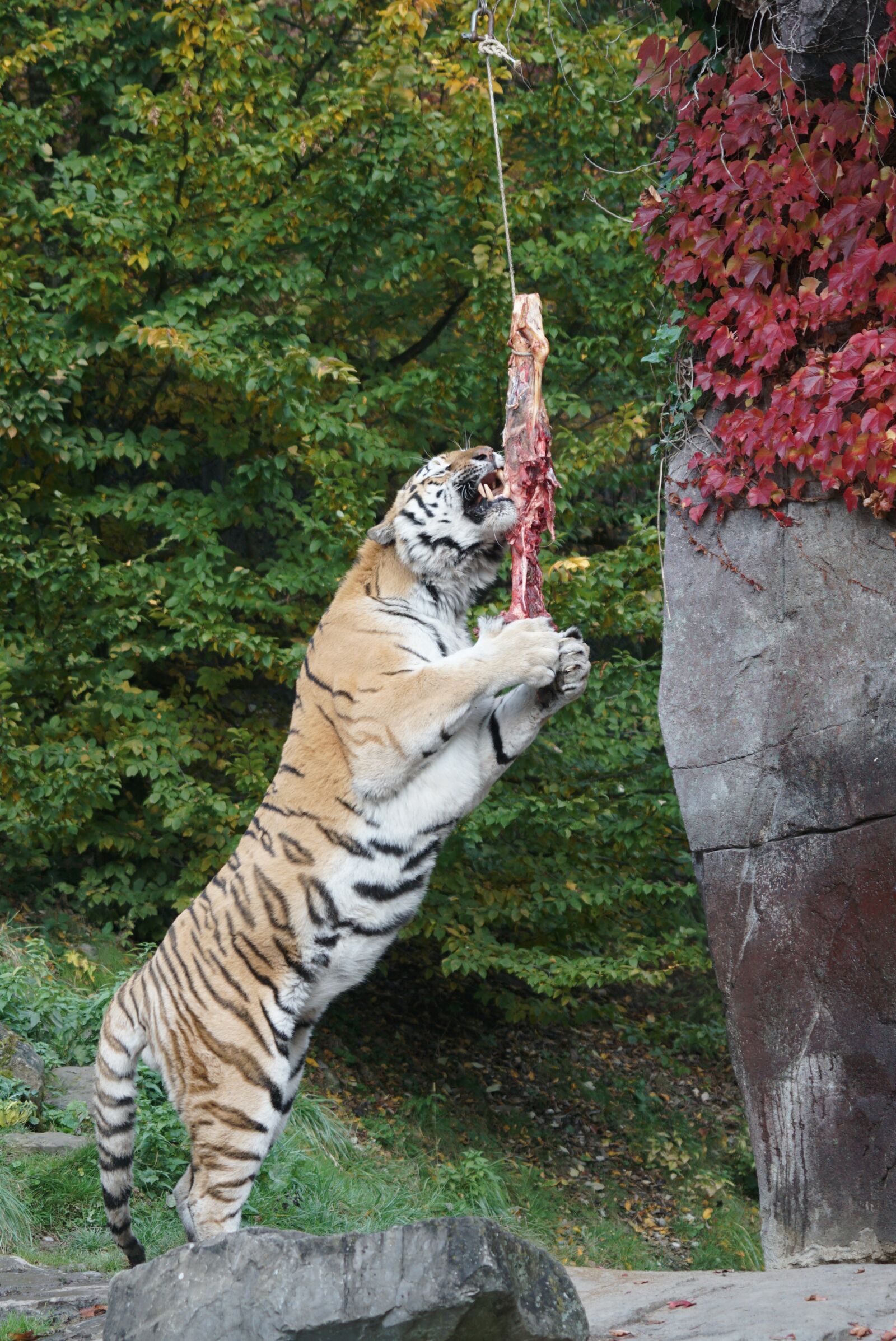 Sony ILCA-77M2 + Sony 70-400mm F4-5.6 G SSM sample photo. Amurtiger, food, eat photography