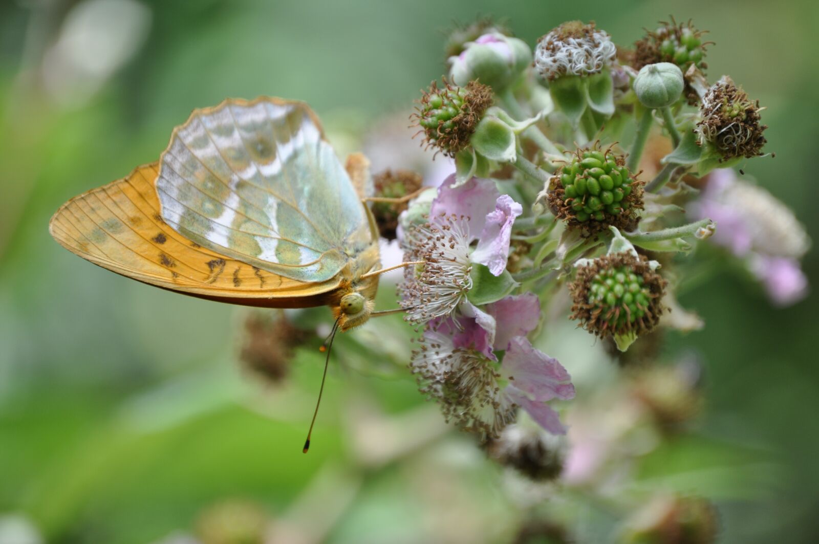Nikon D5000 sample photo. Nature, colors, butterfly photography