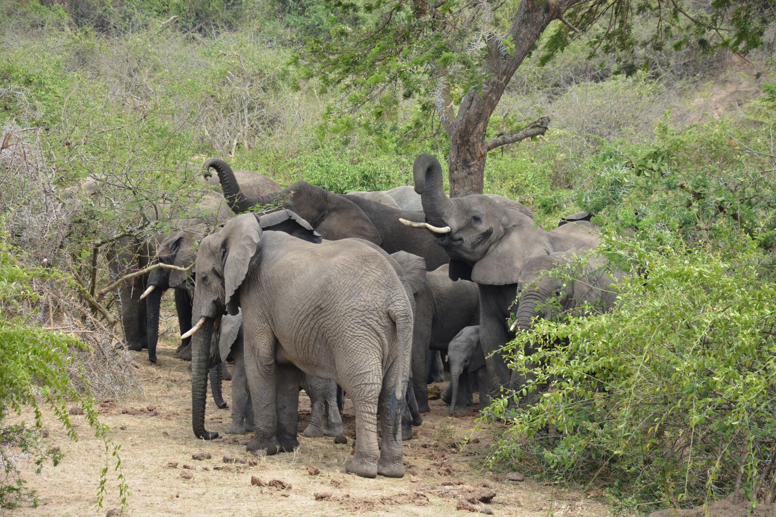 Nikon D7100 sample photo. Queen elizabeth national park photography