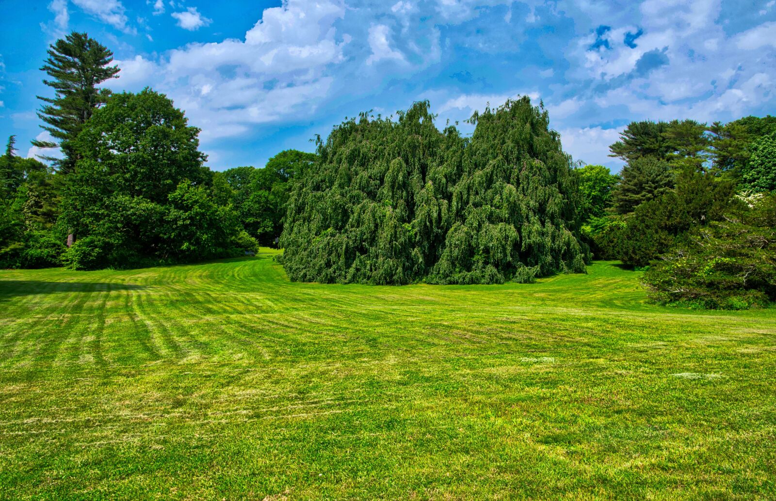 Nikon D750 sample photo. Arboretum, landscape, open field photography
