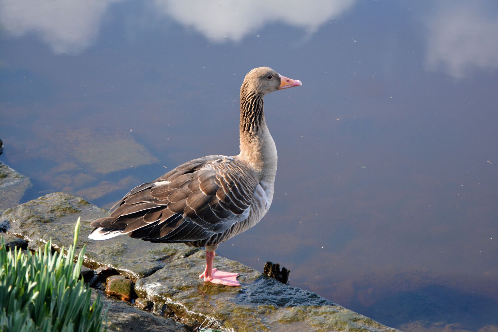 Nikon D7100 sample photo. Duck, lake, hamburg photography