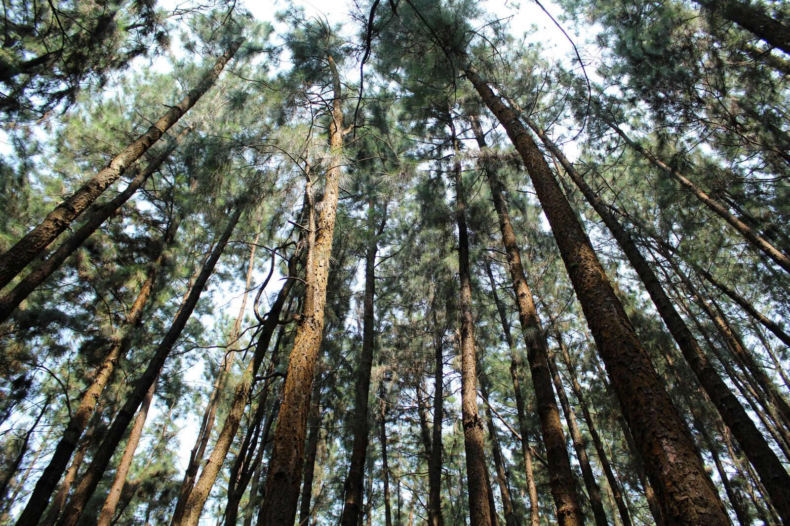 Canon EOS 1300D (EOS Rebel T6 / EOS Kiss X80) sample photo. Wood, tree, nature photography