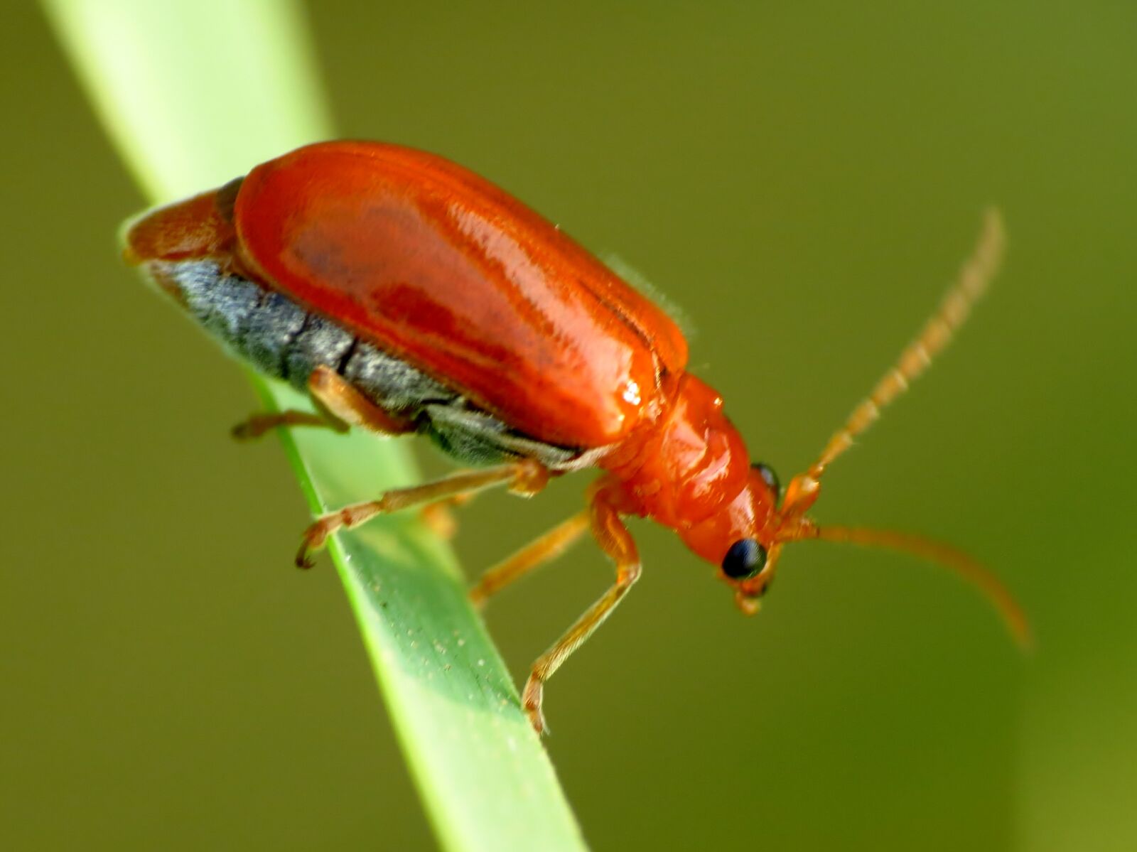 Canon PowerShot SX40 HS sample photo. Aulacophora, insect, raynox, lens photography