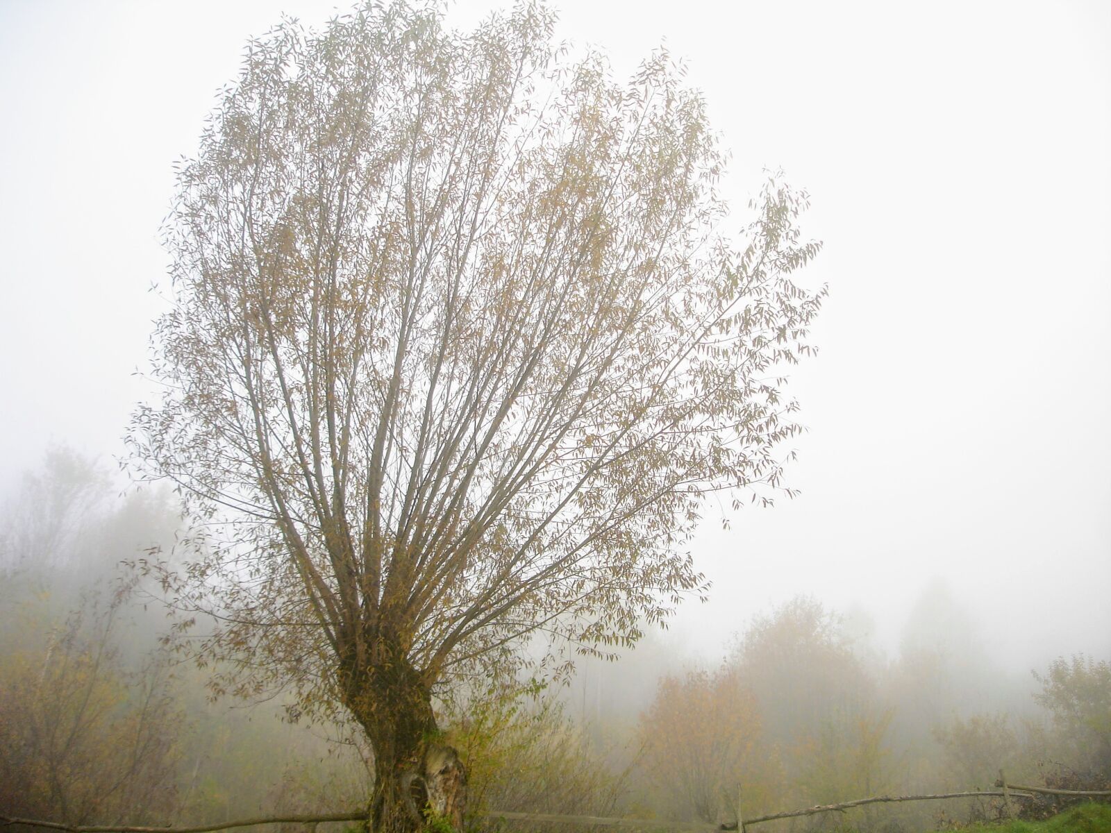 Sony DSC-W17 sample photo. Early, morning, fog, foggy photography