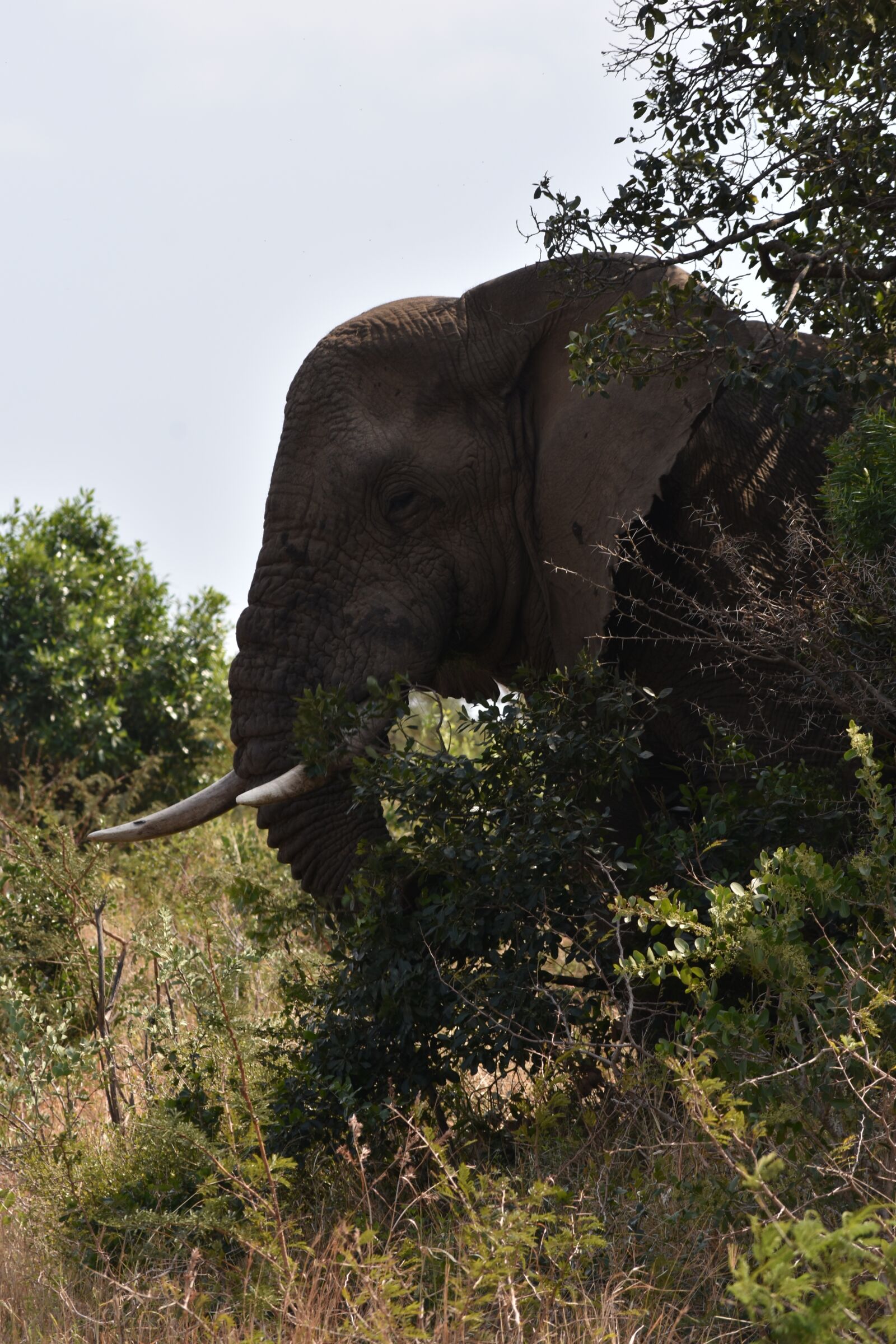 Nikon D7200 sample photo. Elephant, big 5, africa photography