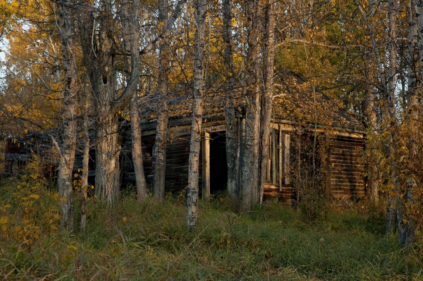 Nikon D70 sample photo. Abandoned, cabin, wood photography