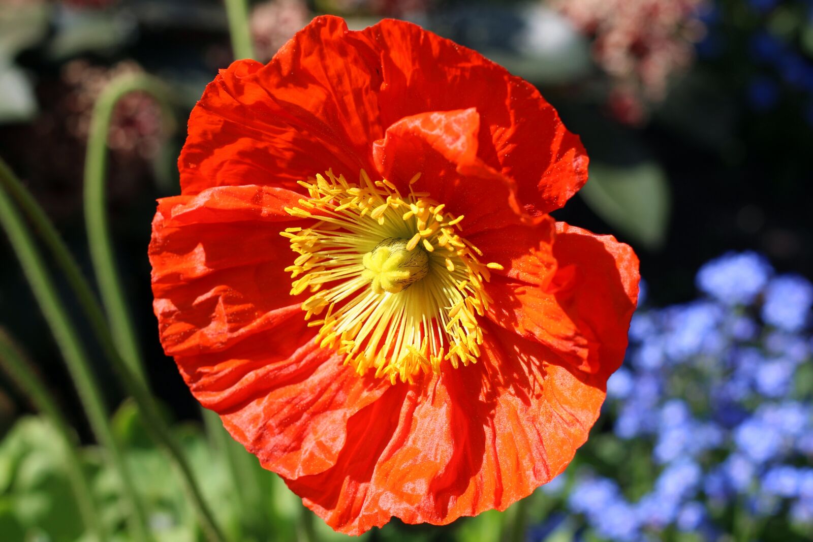 Canon EOS 600D (Rebel EOS T3i / EOS Kiss X5) + Canon EF 50mm F1.8 STM sample photo. Poppy, poppy flower, spring photography