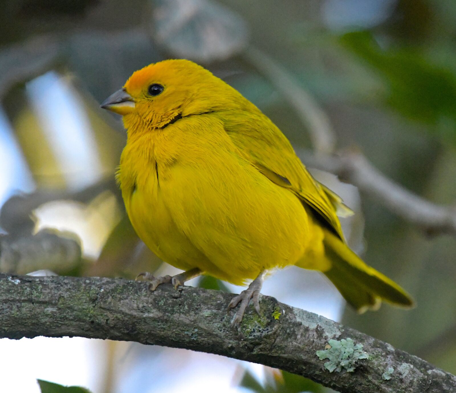 Nikon D850 sample photo. Yellow, bird, saffron finch photography