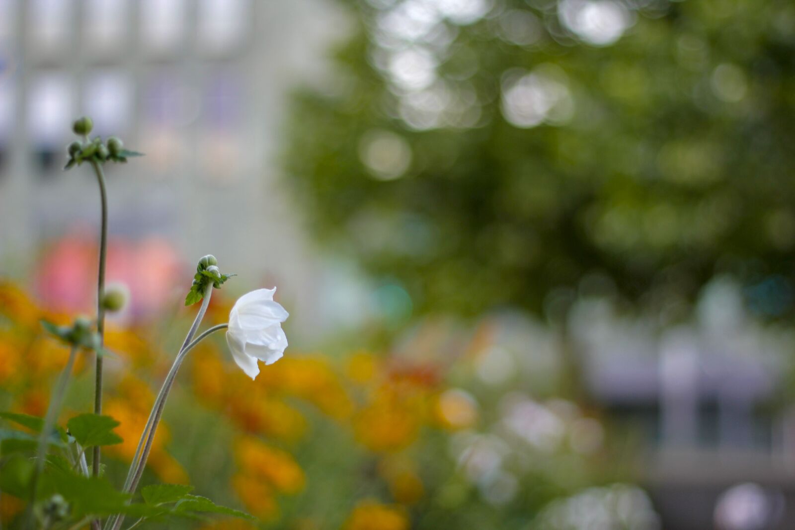 Canon EOS 60D sample photo. World, bloom, nature photography