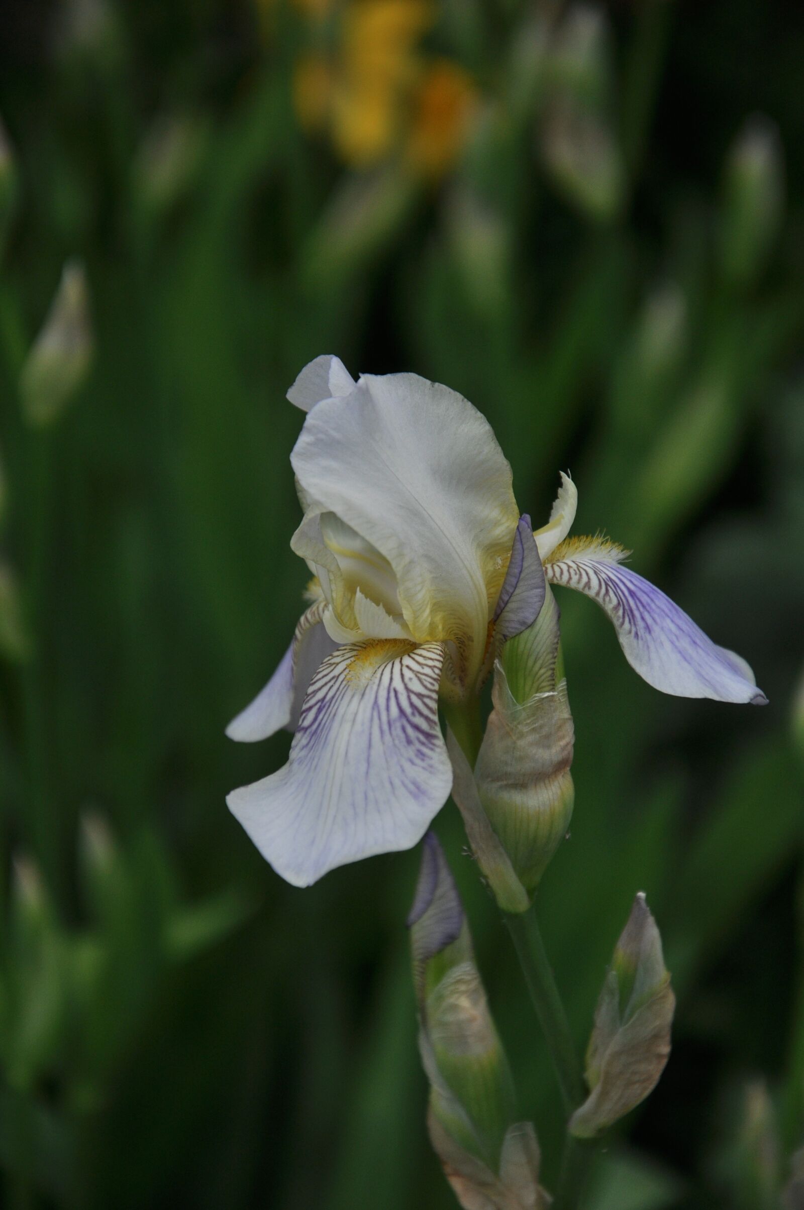 Nikon D90 sample photo. Flowers, irises, spring photography