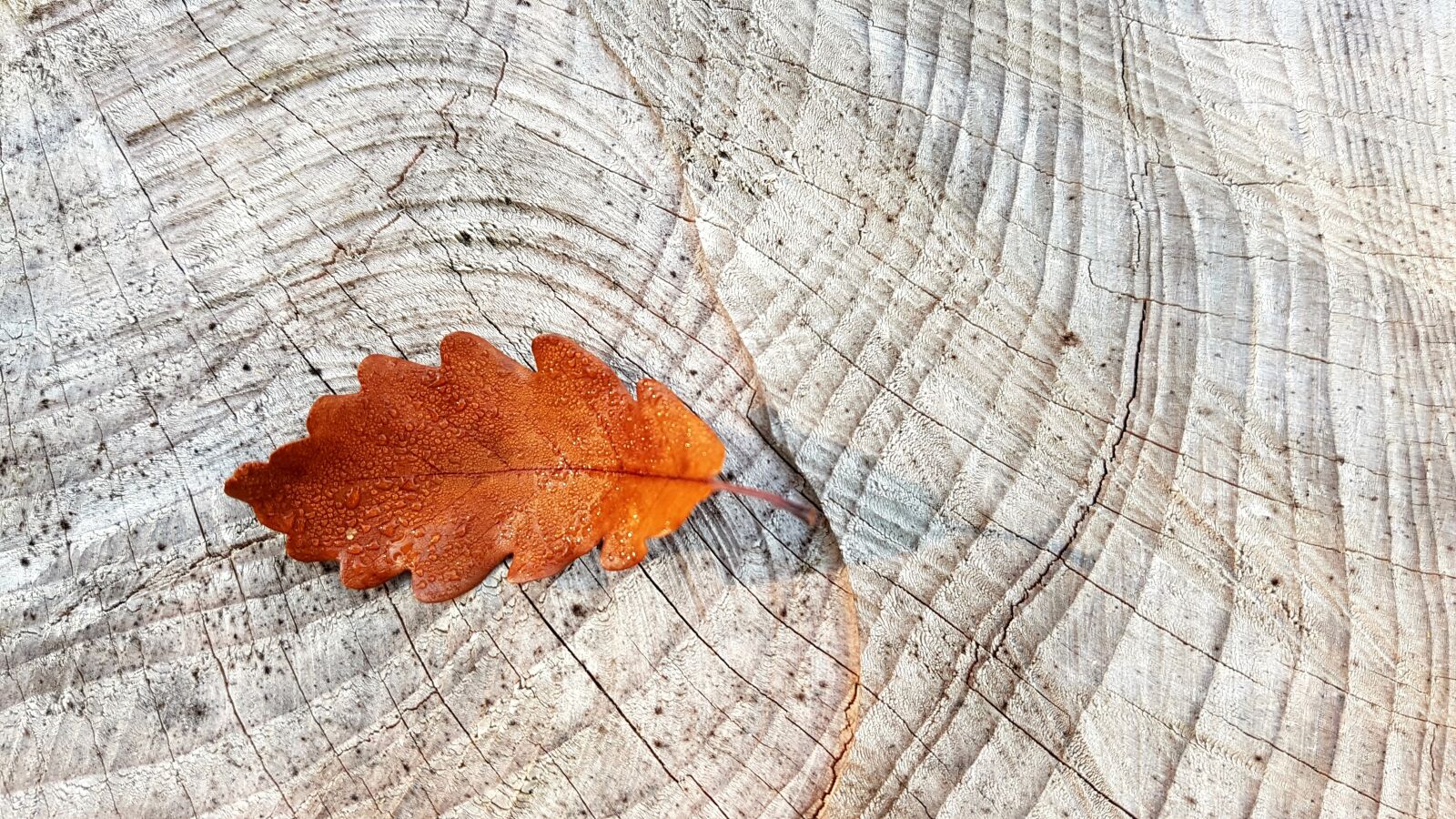Samsung Galaxy S7 sample photo. Autumn, fall foliage, oak photography