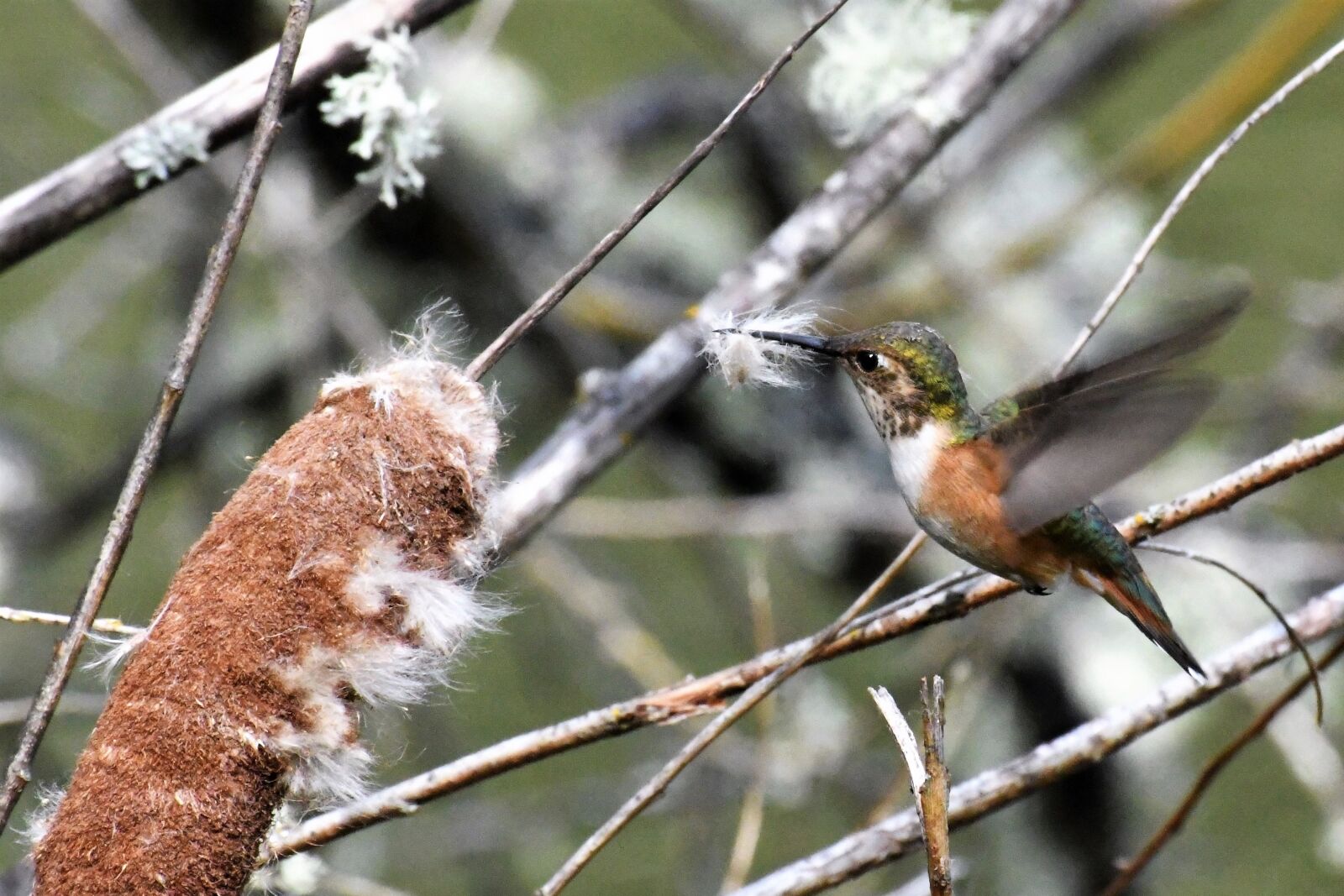 Nikon D500 sample photo. Hummingbird, nesting material, collect photography