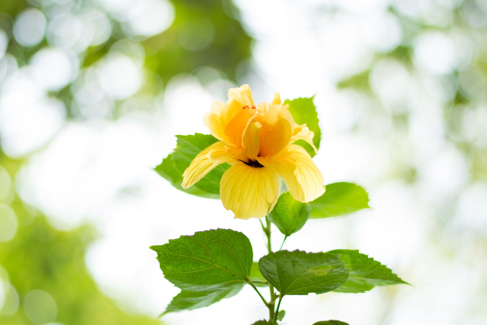Nikon D3300 sample photo. Hibiscus, flower, yellow photography