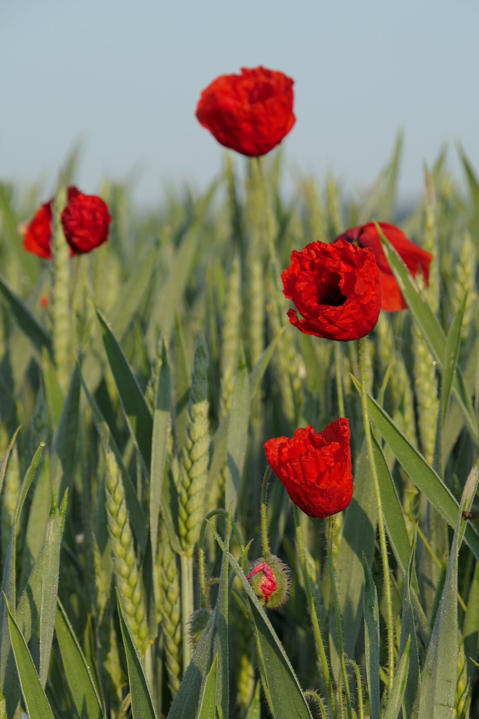 Panasonic Lumix DMC-FZ2500 (Lumix DMC-FZ2000) sample photo. Klatschmohn, poppy flower, cornfield photography