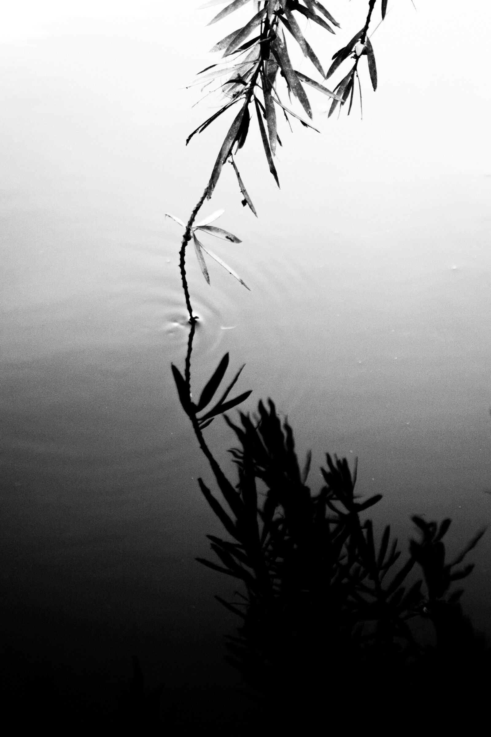 Canon EOS 750D (EOS Rebel T6i / EOS Kiss X8i) sample photo. Reflection, touch, water photography