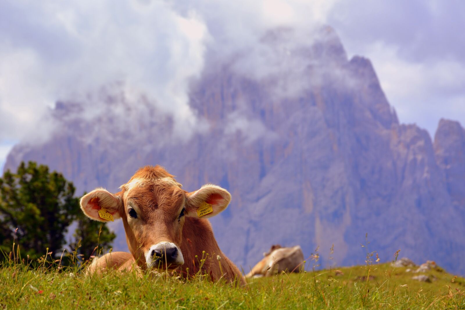 Nikon D7100 sample photo. Cow, dolomites, rest photography